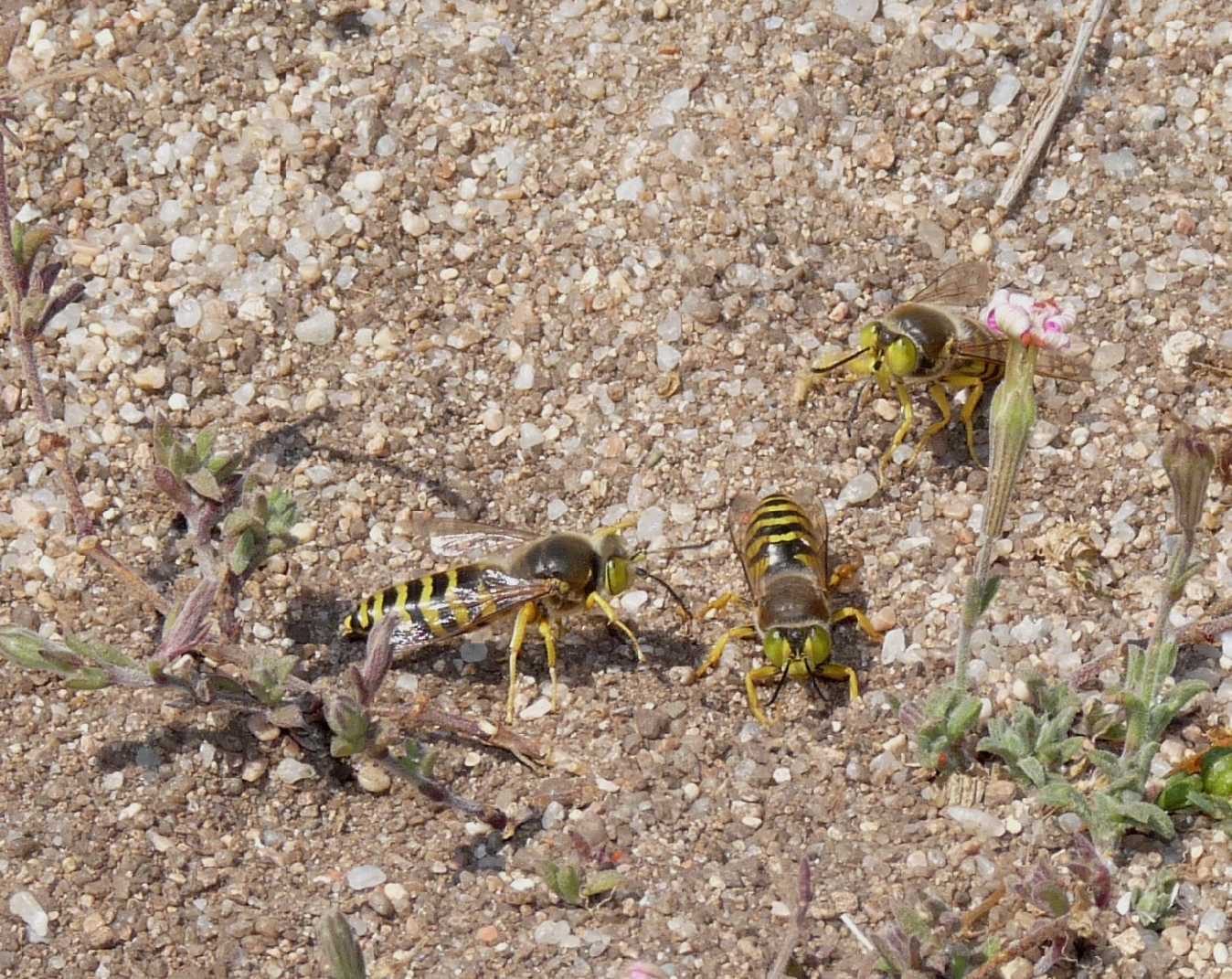 Corteggiamenti di gruppo: Bembix rostrata (Crabronidae)